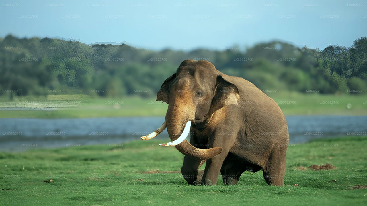 Elephant walking on grass with a body of water and trees in the background