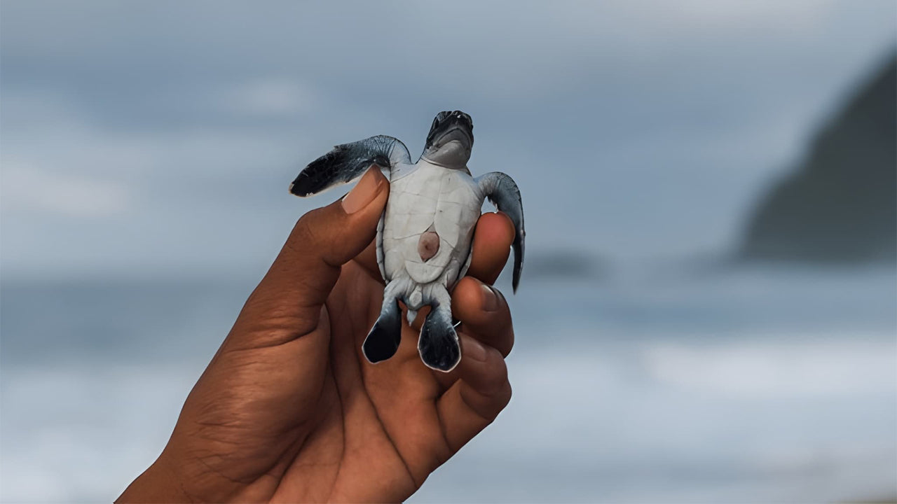 Baby Turtle Release from Tangalle