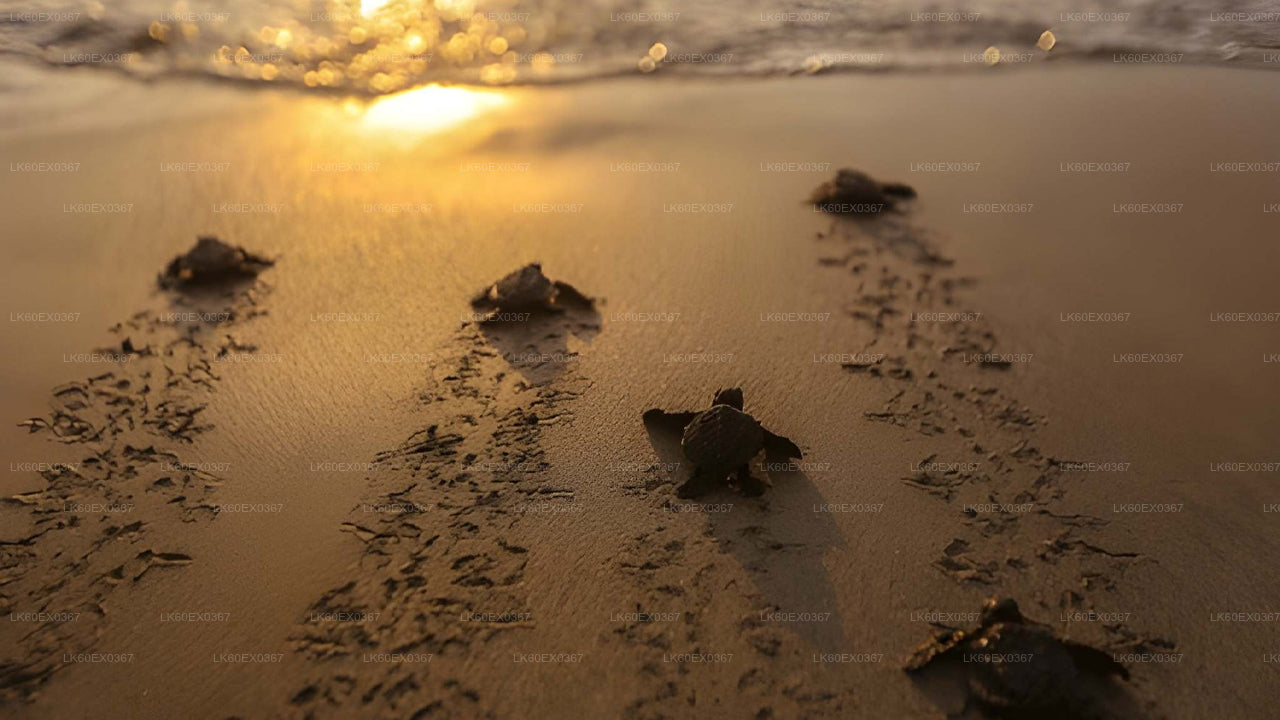 Baby Turtle Release from Tangalle