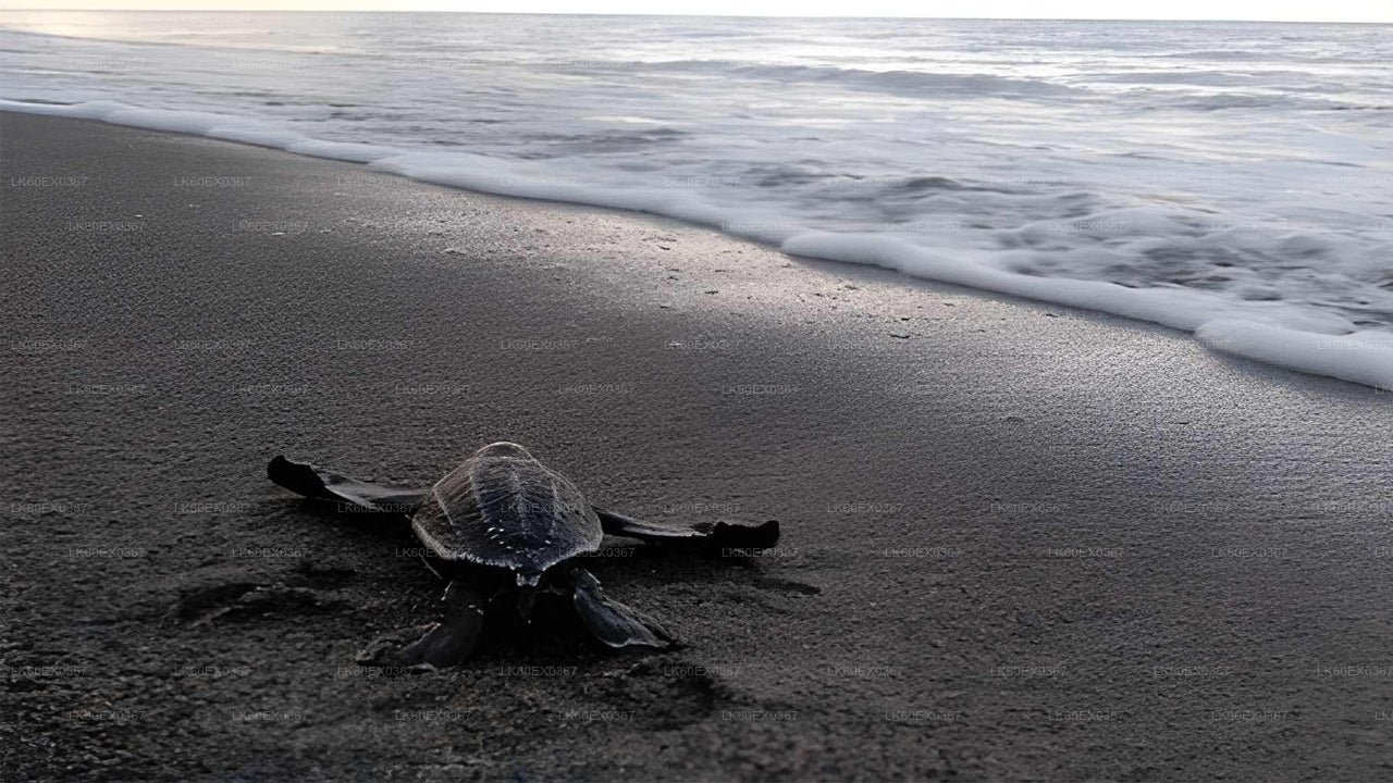 Baby Turtle Release from Tangalle