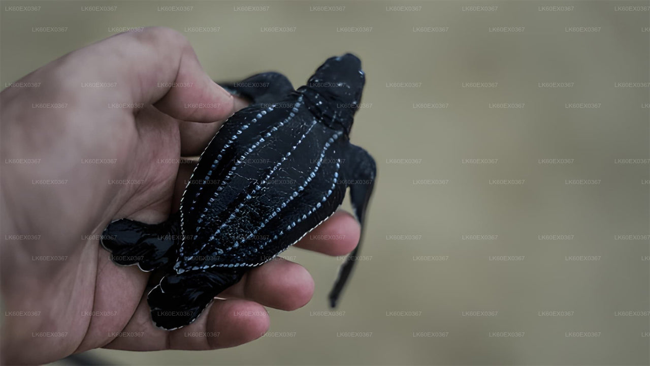 Baby Turtle Release from Tangalle