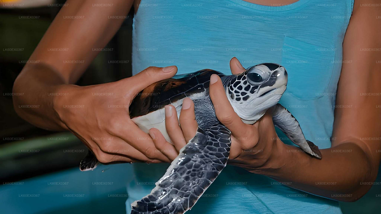 Baby Turtle Release from Tangalle