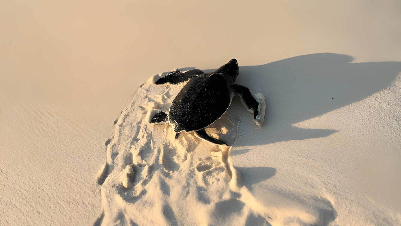 Baby Turtle Release from Tangalle