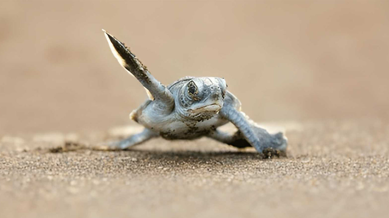 Baby Turtle Release from Tangalle
