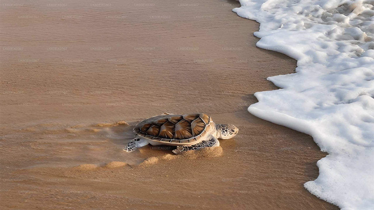 Baby Turtle Release from Tangalle