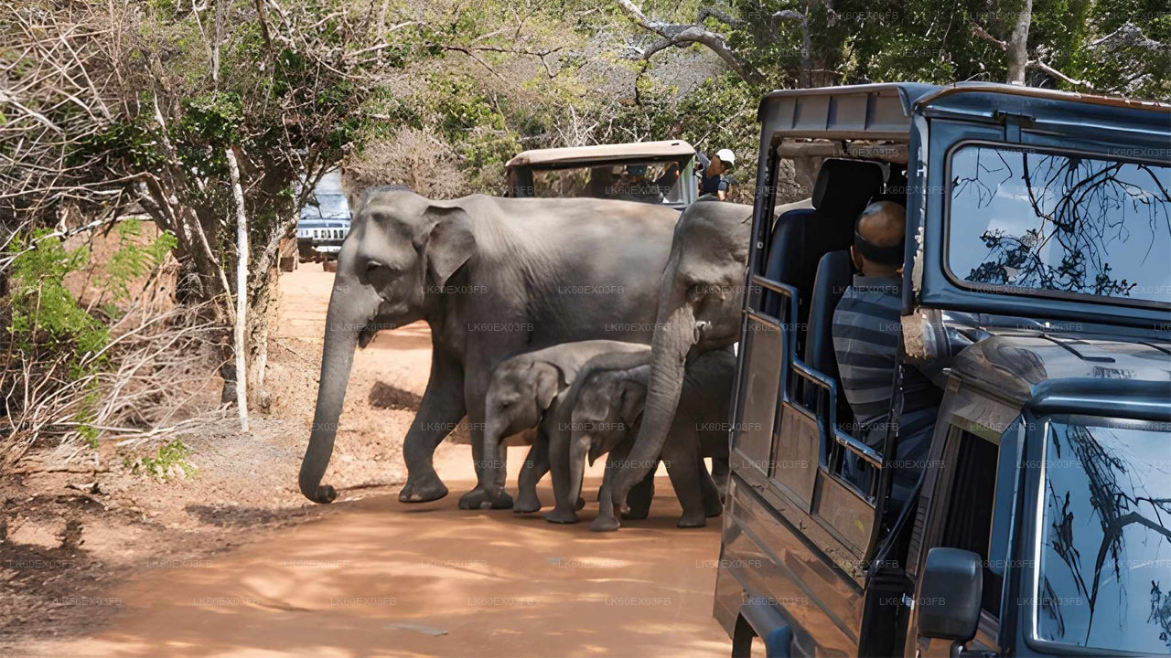 Two elephants with their calves walking on a dirt path next to a safari vehicle.