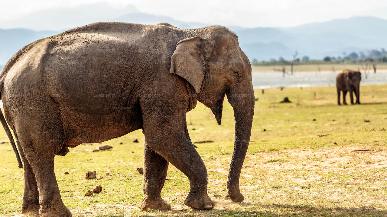 Private Tour from Mirissa to Ella with Udawalawe Safari