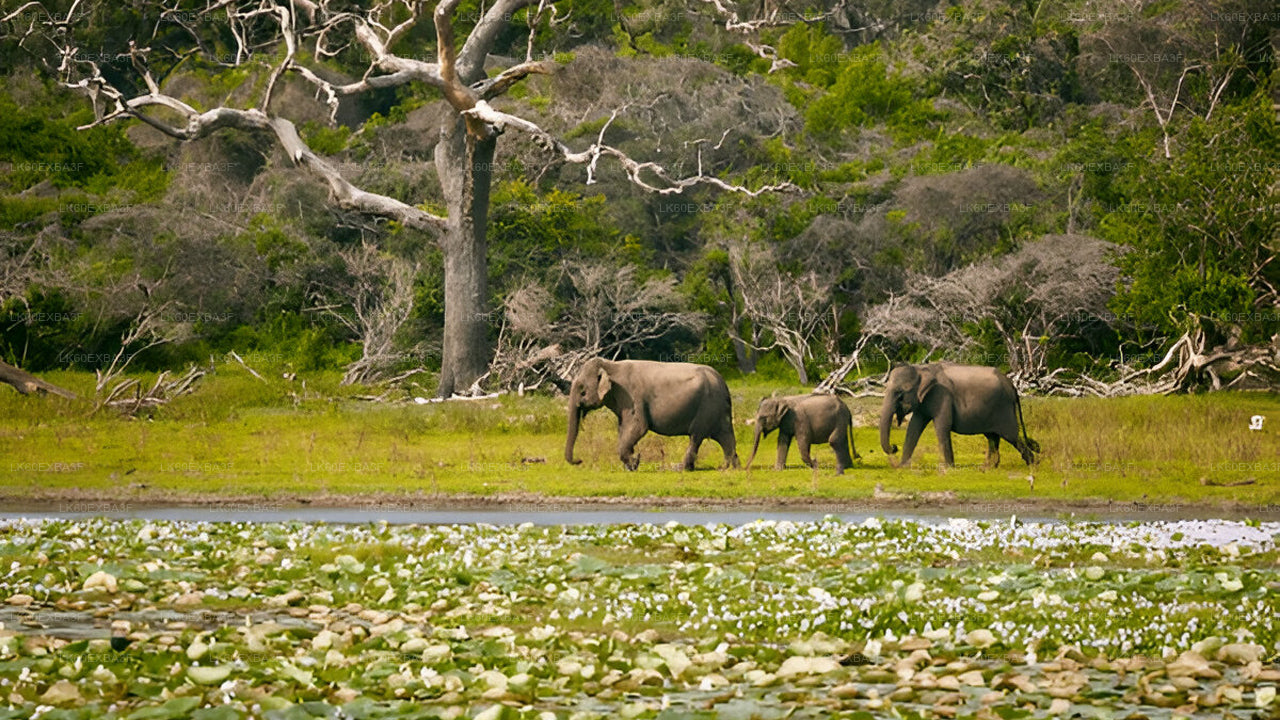 Three elephants walking near a water body with trees in the background