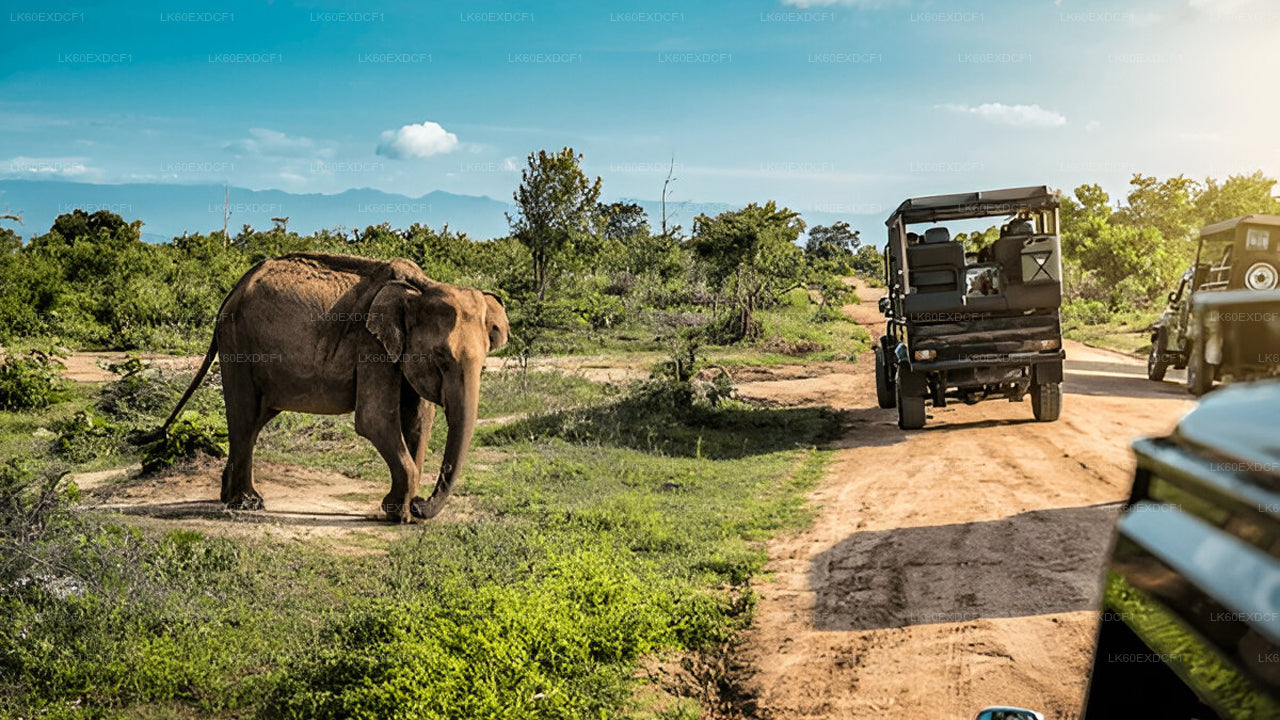 Private Tour from Ella to Mirissa with Udawalawe Safari