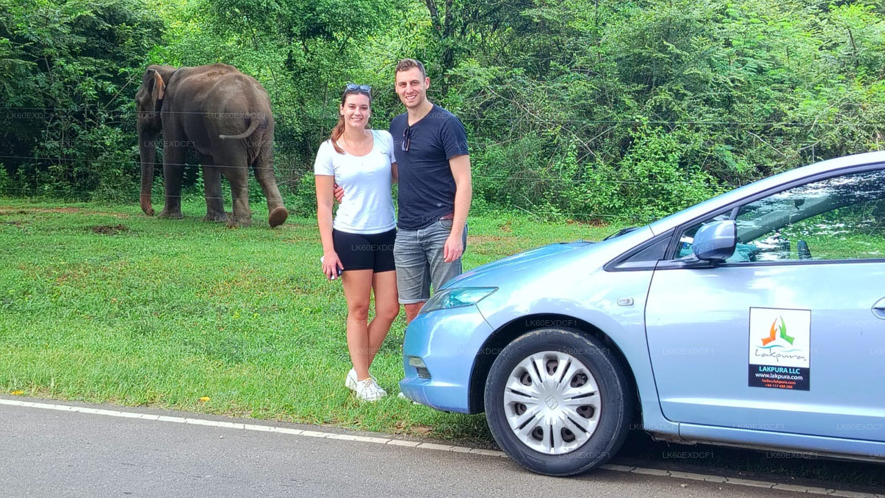 Private Tour from Ella to Mirissa with Udawalawe Safari