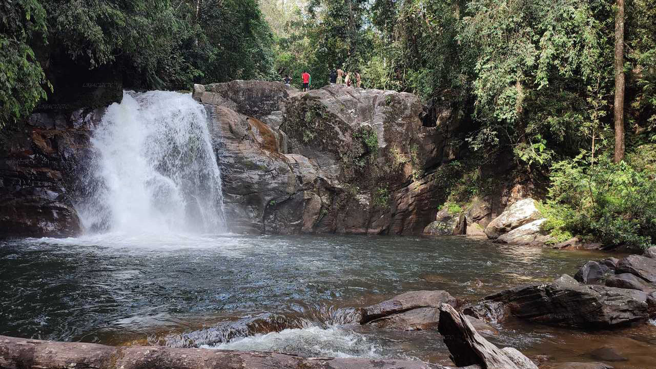 Sinharaja Rainforest Exploration