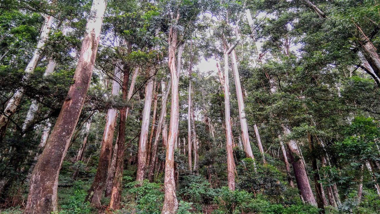 Sinharaja Rainforest Exploration