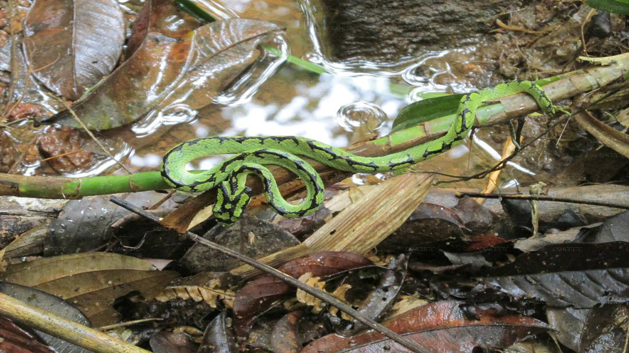 Sinharaja Rainforest Exploration
