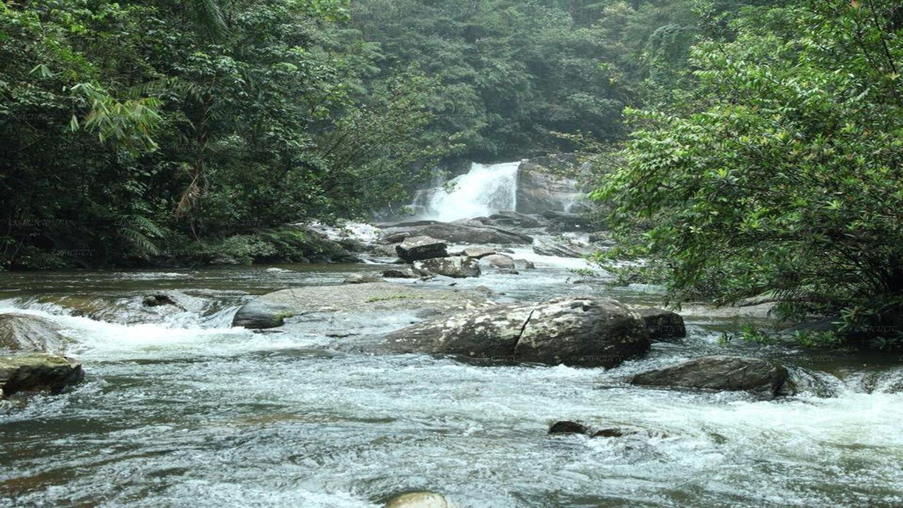 Sinharaja Rainforest Exploration