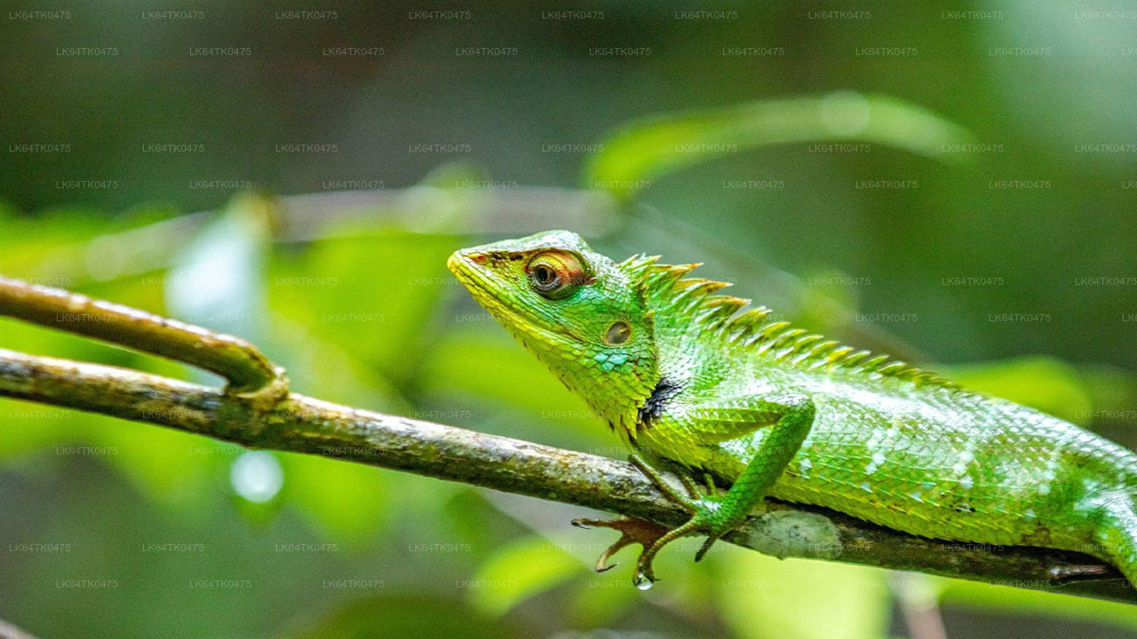 Kanneliya Rainforest Trek from Galle