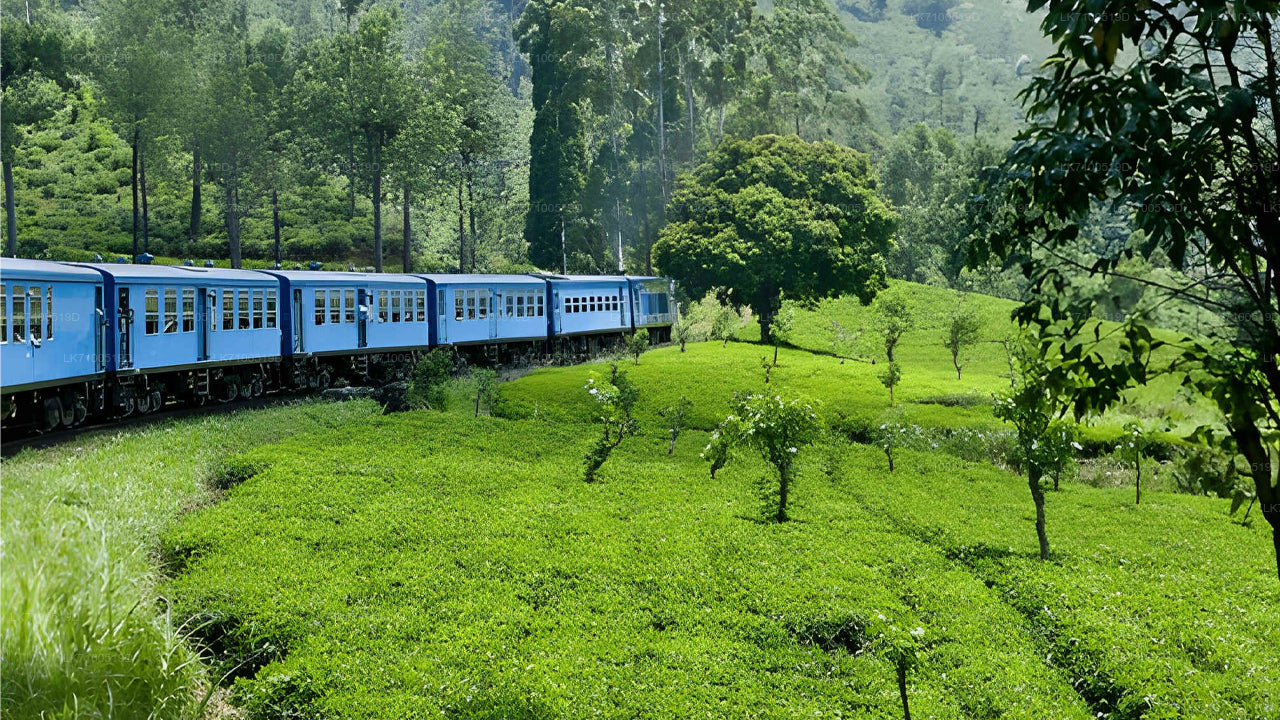 Ambewela to Ella train ride on (Train № 1005/1015)