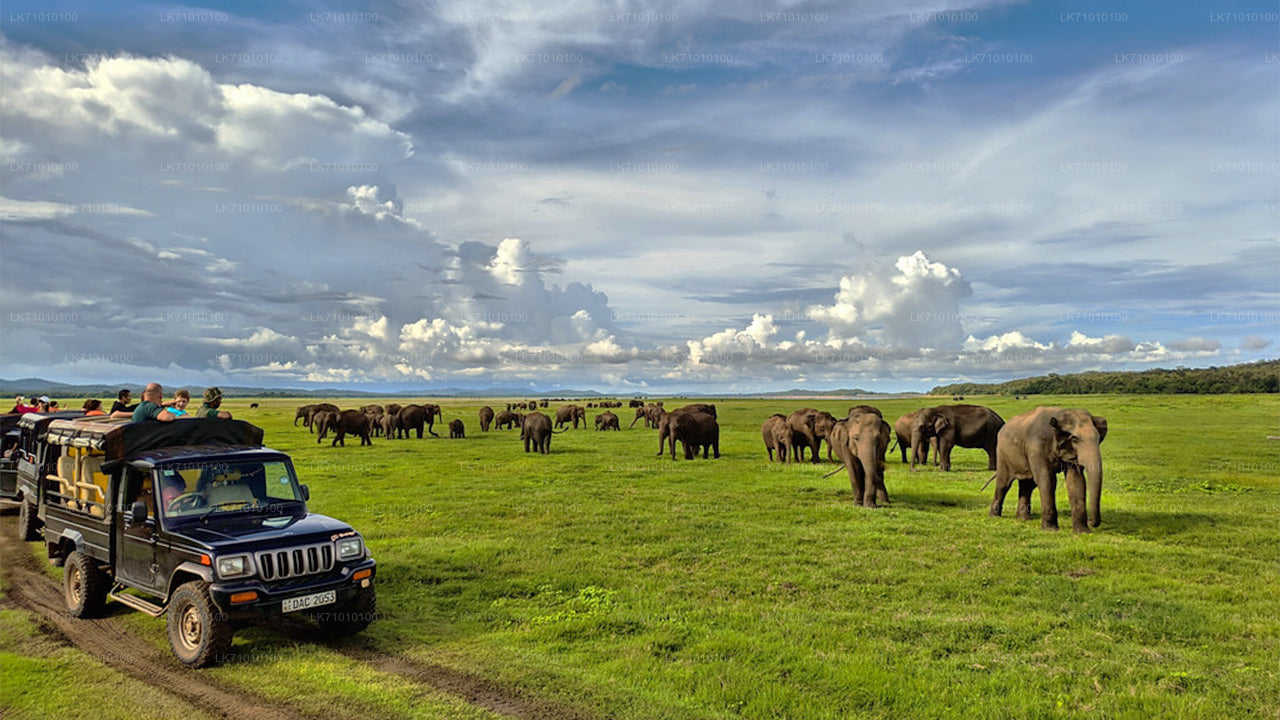 "Jeep safari in Minneriya National Park with a large herd of Sri Lankan elephants grazing on the open grasslands under a dramatic sky."