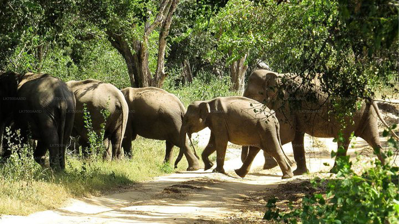 Bird watching and Wildlife Tour (6 Days)