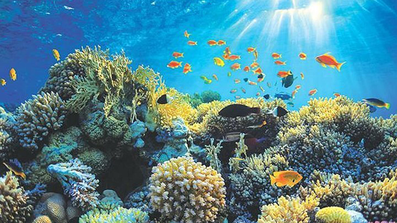 Glass Bottom Boat Ride from Hikkaduwa