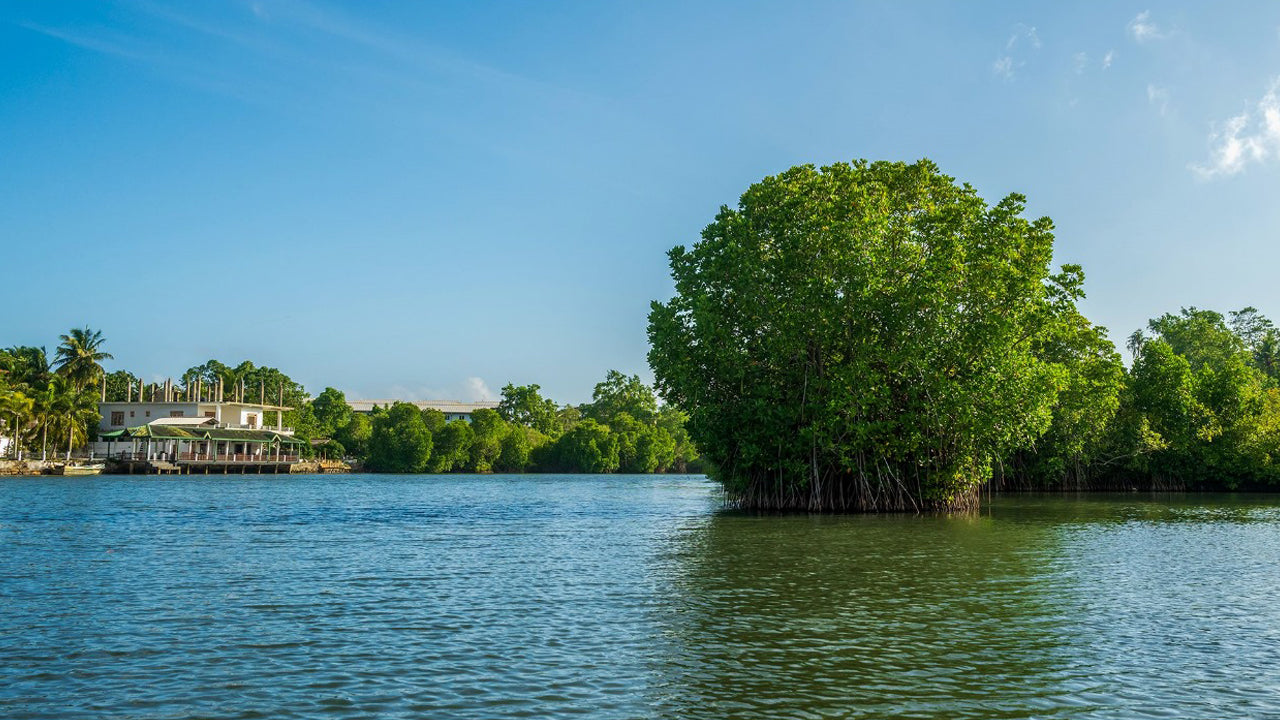 Koggala Lake Kayaking
