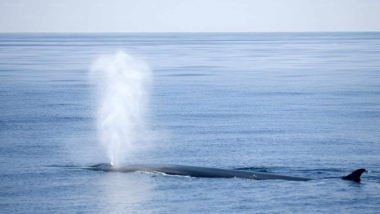 7 Hour Private Whale Watching Cruise From Mirissa