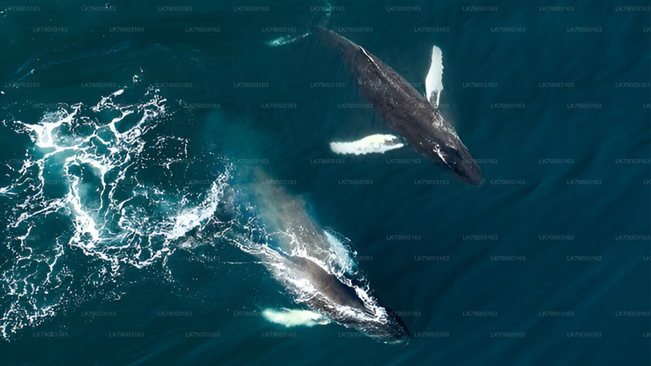 7 Hour Private Whale Watching Cruise From Mirissa