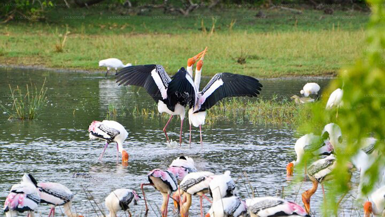 Lahugala Kitulana National Park Entrance Ticket