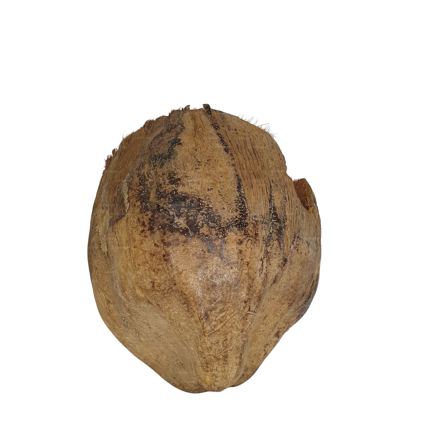 Bivenro Natural 3/4 Cocoa Hideout With Husk design (Free Size)