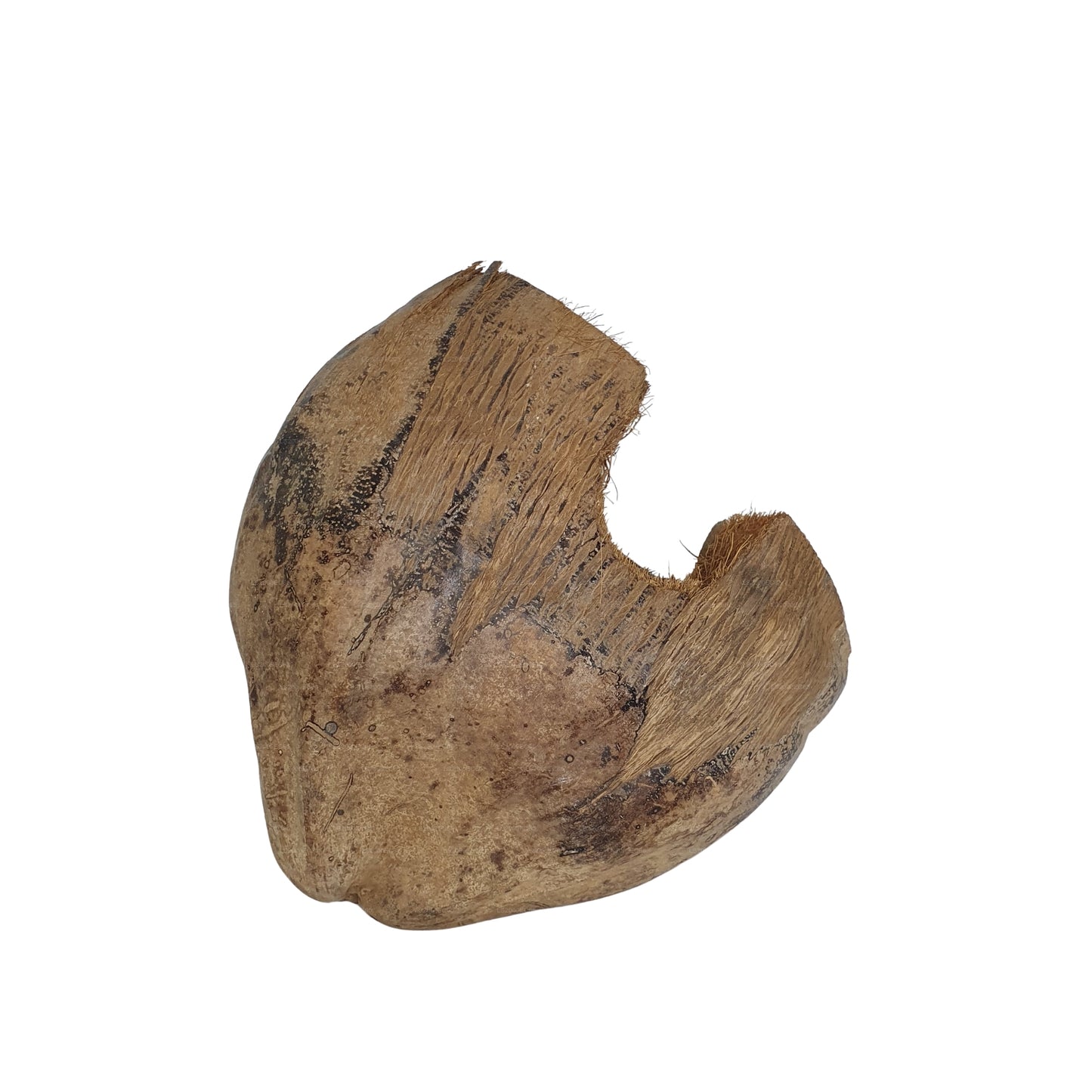 Bivenro Natural 3/4 Cocoa Hideout With Husk design (Free Size)