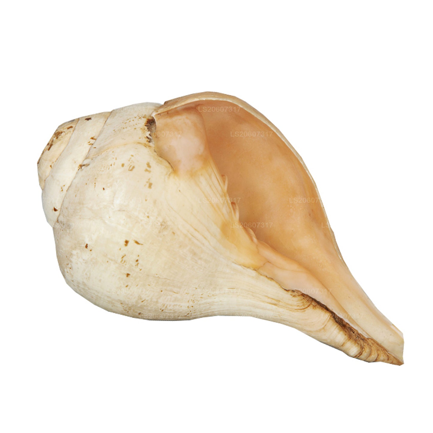 Lakpura® Shankha (Hakgediya)