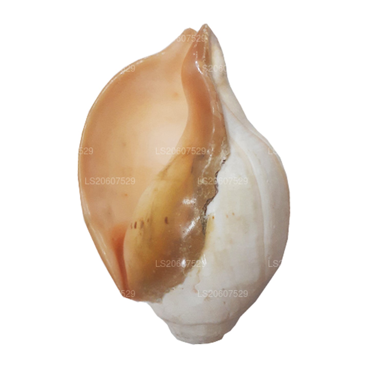 Lakpura® Shankha (Hakgediya)