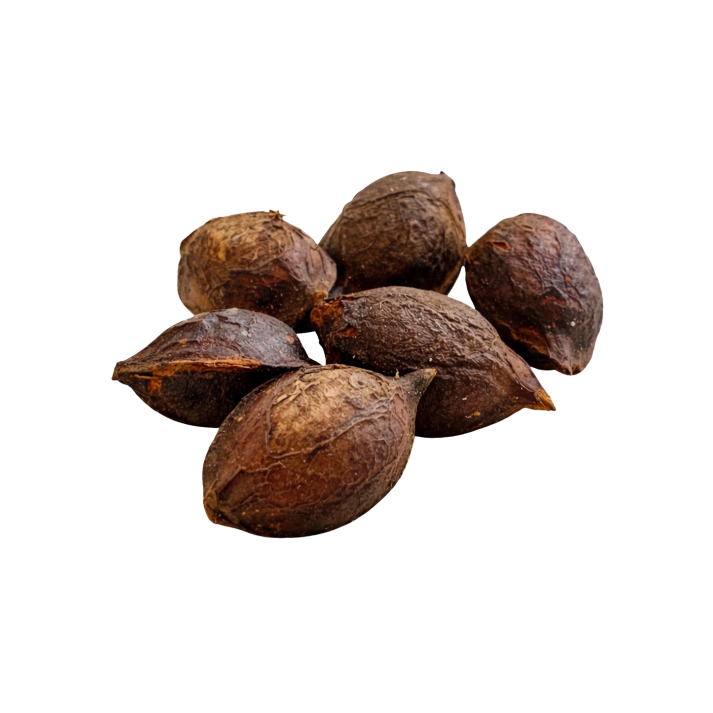 Lakpura® Terminalia Catappa (Kottamba) Whole Seed