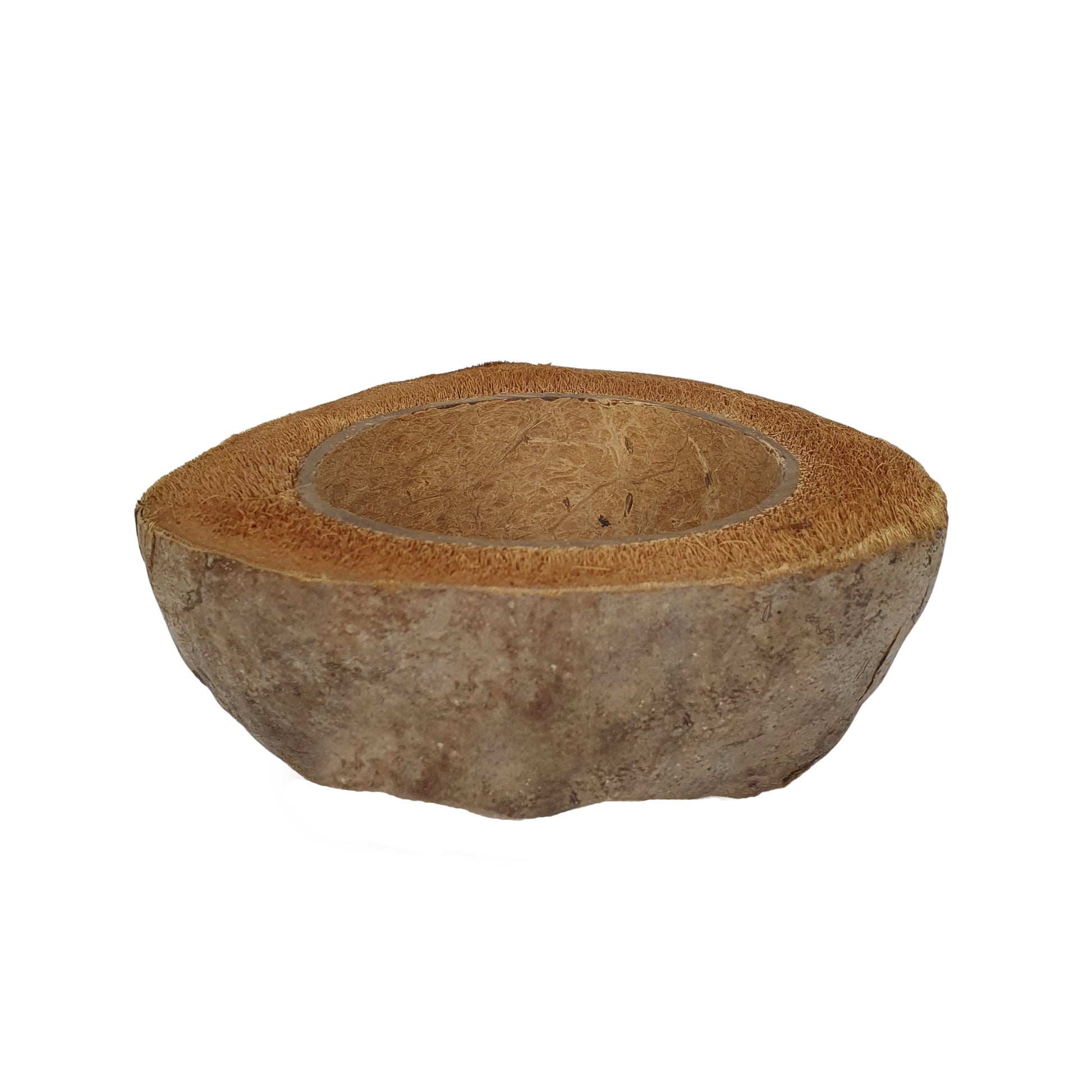 Bivenro Natural Coconut Planting Pot adds rustic charm for plants, flowers & terrariums. Eco-friendly, unique, and perfect for gardeners, decorators & pet habitats.