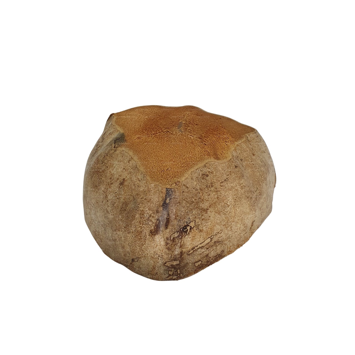 Bivenro Natural Coconut Planting Pot Design (Free Size)