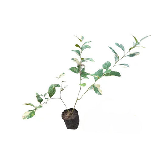 Lakpura Variagated Lemon (Pink Lemon) Layered Plant