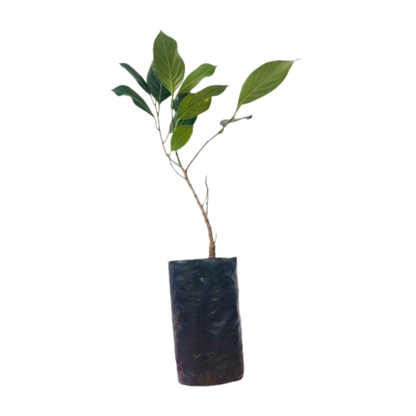 Lakpura Hirosa Jackfruit Grafted Plant