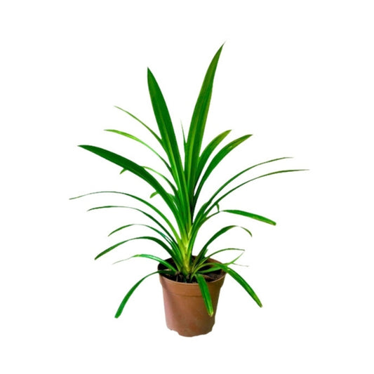 Lakpura® Pandan Leaf Plants