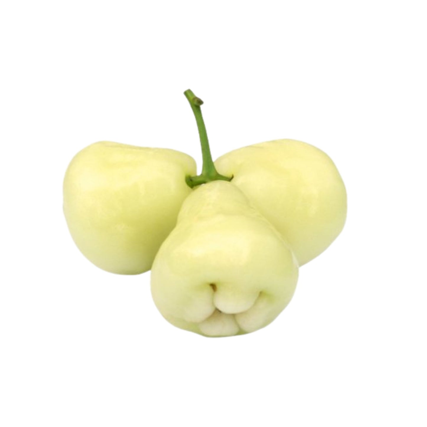 Lakpura® White Rose Apple Plant