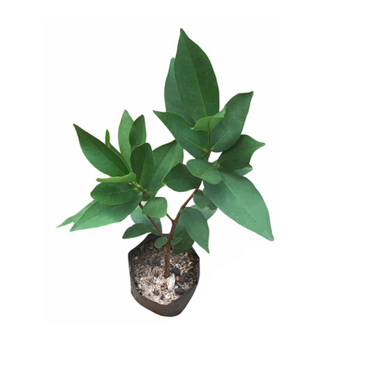 Lakpura® White Rose Apple Plant