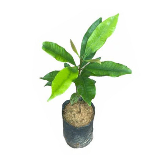 Lakpura Clove Plant