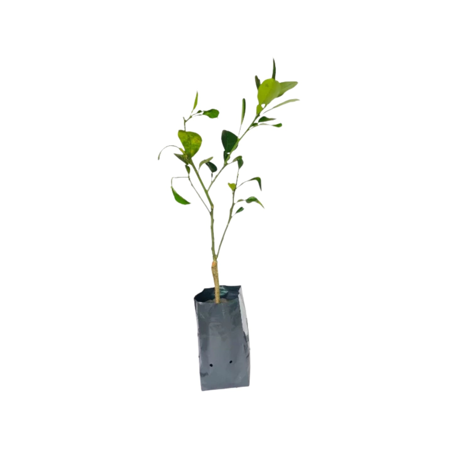 Lakpura® Thai White Pomelo Grafted Plant