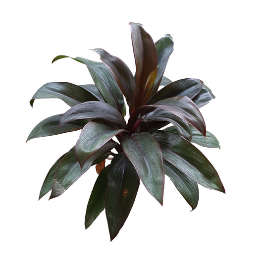 Lakpura® Dracaena Purple Compacta Leaves - Medium