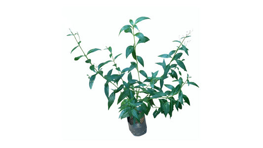 Lakpura Heen Binkohomba Plant