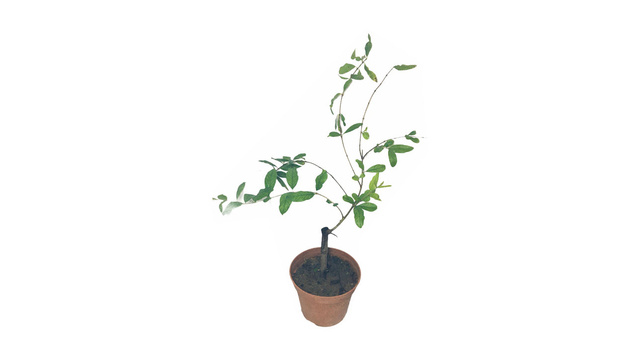 Lakpura Indian Red Pomegranate Plant