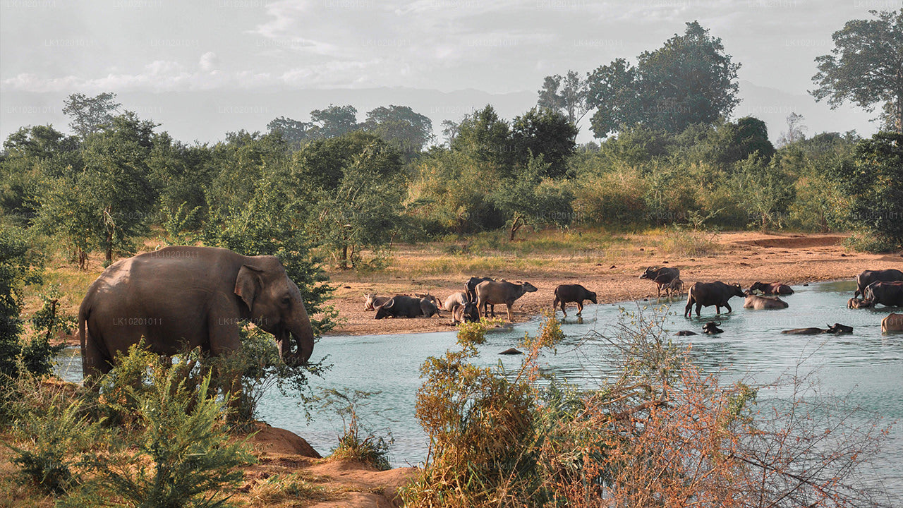 Udawalawe and Galle from Colombo (2 Days)