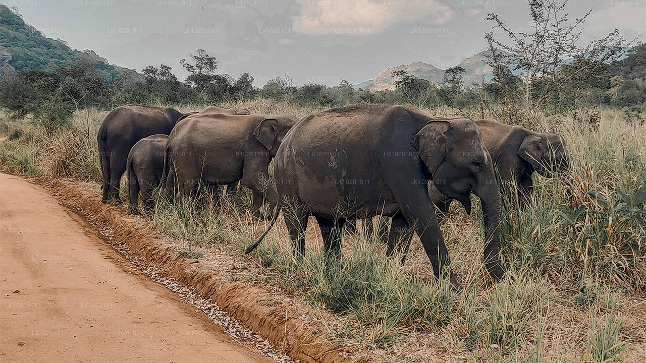 Udawalawe and Galle from Colombo (2 Days)