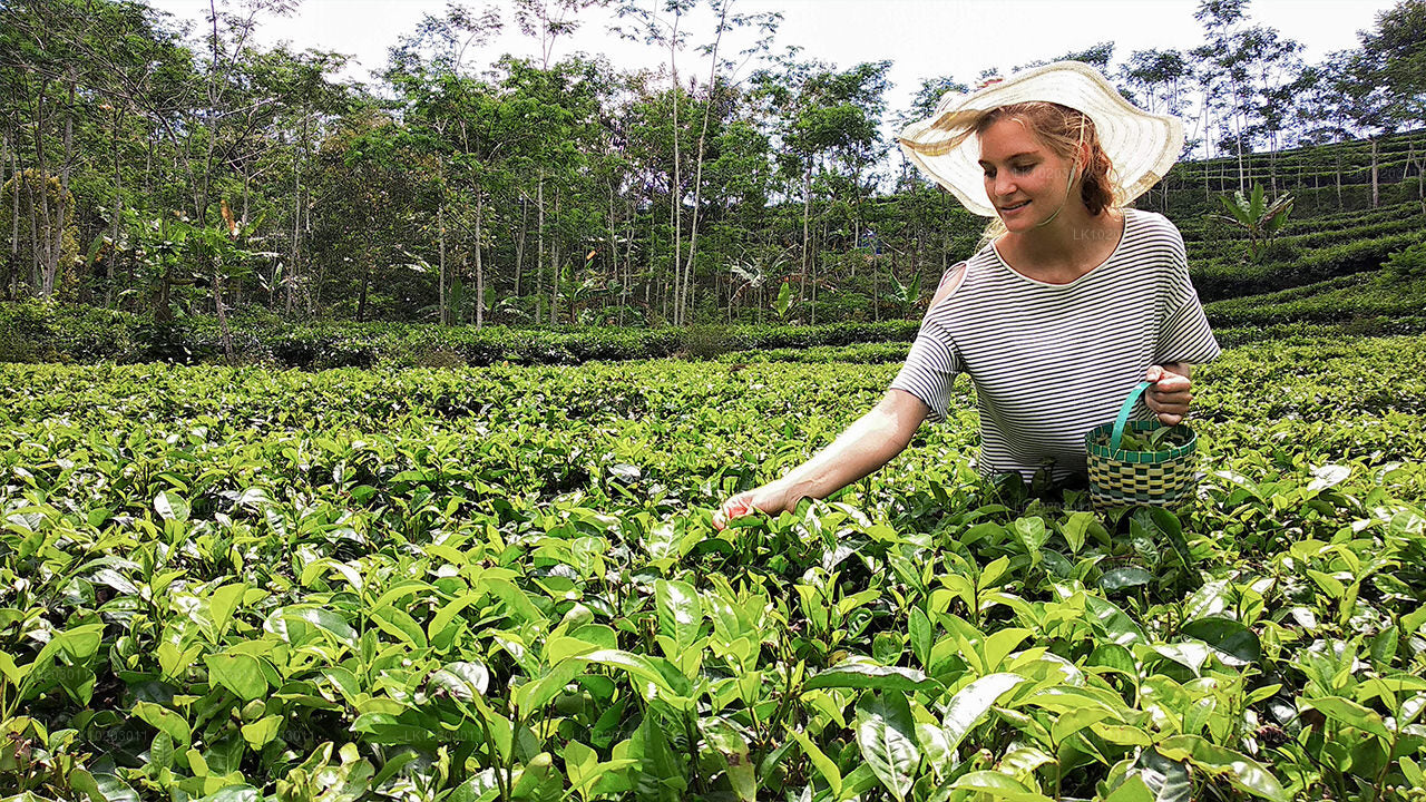 A person wearing a hat standing in a lush green field, likely a tea plantation, with hills and trees in the background.