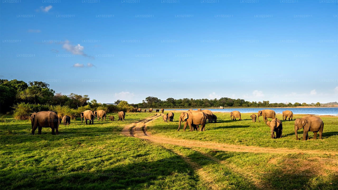 Sigiriya and Minneriya from Negombo (2 Days)