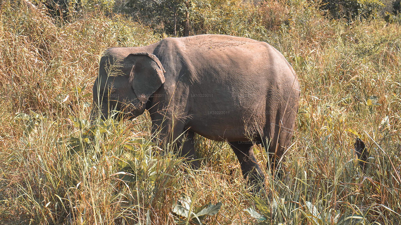 Sigiriya and Minneriya from Negombo (2 Days)