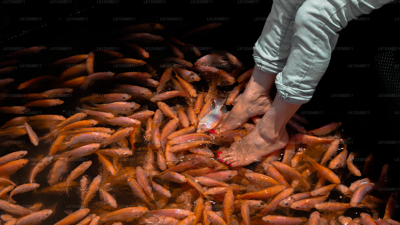 Cosy Sri Lanka (3 Days)